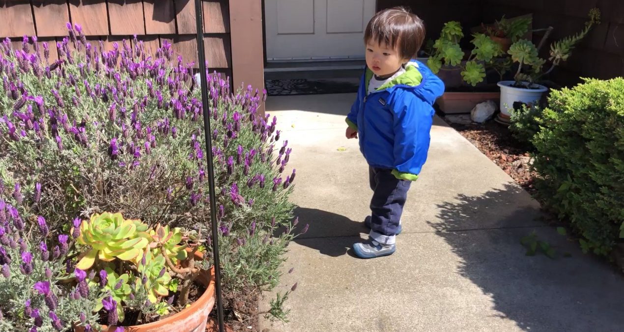 Looking for bees in the neighborhood!