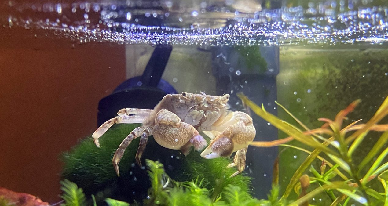 Hello pom-pom crabs!